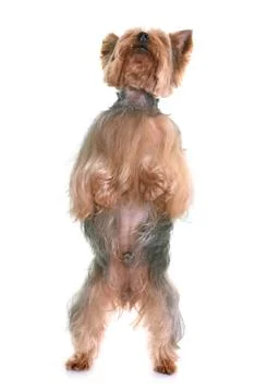 Yorkshire terrier in studio Stock Photos