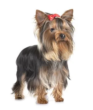 Yorkshire terrier in studio Stock Photos