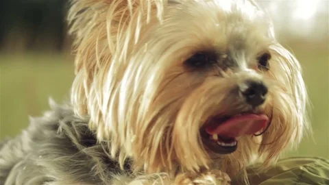 Yorkshire Terrier in the sunlight, close-up on the forest background. Stock Footage 70852606