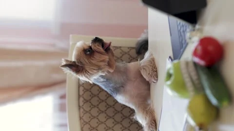 Yorkshire Terrier at the table. Stock Footage 244530670