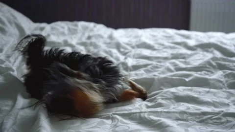 Yorkshire Terrier twirling on the bed Stock Footage 140284380