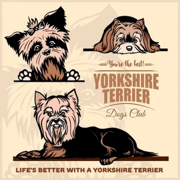 Yorkshire Terrier - vector set for t-shirt, logo and template badges on light Stock Illustration