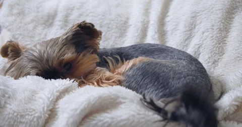 Yorkshire terrier is wags its tail and then hides Stock Footage 344848726