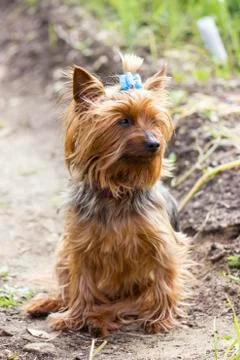 Yorkshire terrier on a walking Fotos de archivo