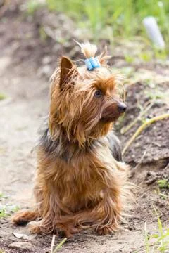 Yorkshire terrier on a walking Stock Photos