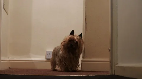 Yorkshire Terrier Walking Towards the Camera Stock Footage 85901753