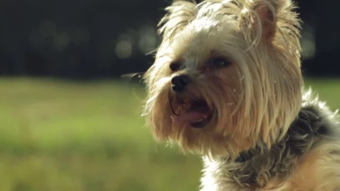 Yorkshire terrier walks on the lawn. Stock Footage 70851626