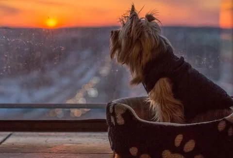 Yorkshire Terrier Watching Sunset from Balcony Stock Photos
