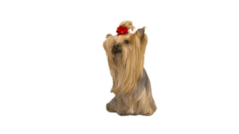 Yorkshire terrier on white background Stock Footage 126964780