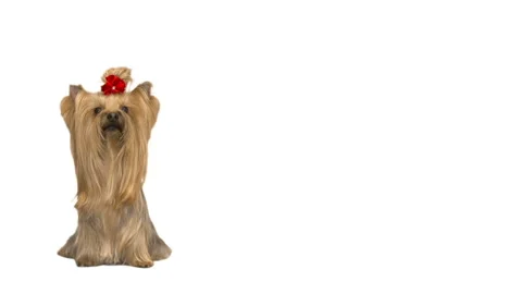 Yorkshire terrier on white background Stock-Footage 126964847