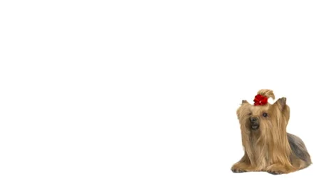 Yorkshire terrier on white background Video stock 126964928