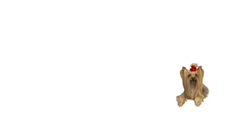 Yorkshire terrier on white background Video stock 126964932
