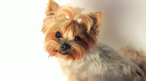 Yorkshire Terrier on White Video stock 11306257