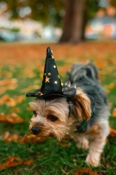 Yorkshire Terrier in Wizard Hat Walking on Autumn Grass Stock Photos