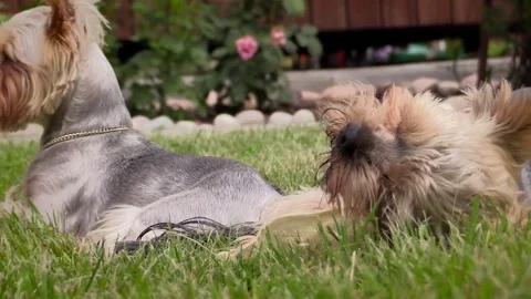 Yorkshire terriers Stock Footage
