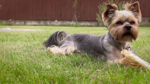 Yorkshire terriers Stock Footage