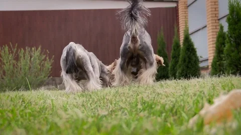 Yorkshire terriers Stock Footage