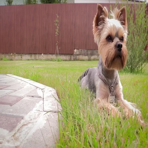 Yorkshire terriers Stock Footage 69725225