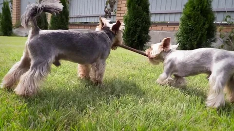 Yorkshire terriers Stock Footage 69737560