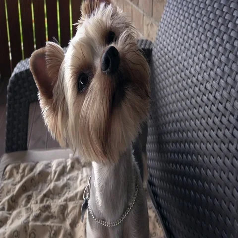 Yorkshire terriers Stock Footage