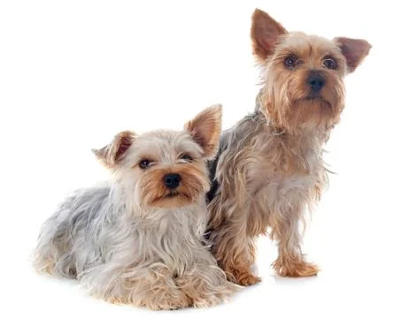 Yorkshire terriers Foto stock