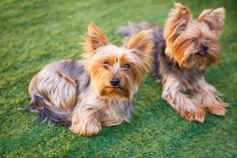 Yorkshire terriers Stock Photos