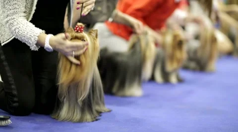 Yorkshire terriers in a row during dog show Stock Footage 51015280
