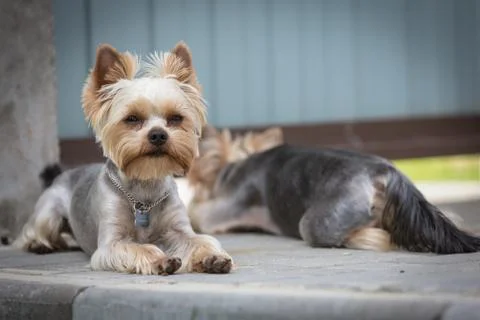 Yorkshire terriers wait for the owner 스톡 사진