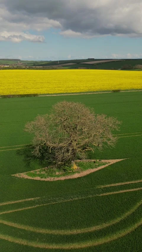 Yorkshire Wolds vertical Video Stock Footage 240294352