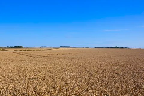 Yorkshire wolds wheat fields Stock Photos