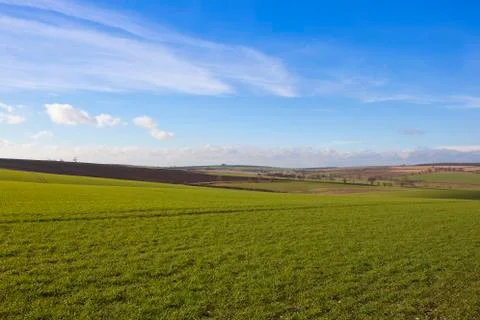 Yorkshire wolds wheat fields Stock Photos