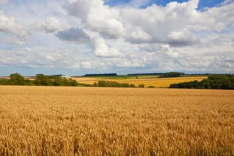 Yorkshire wolds wheat fields Stock Photos