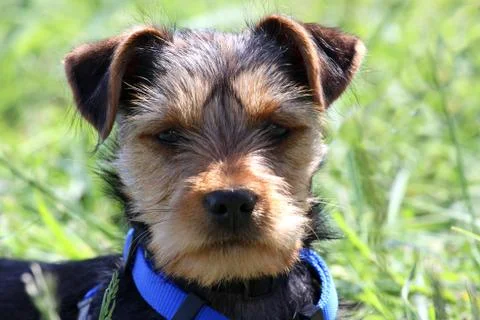 Yorkshireterrier Stock Photos
