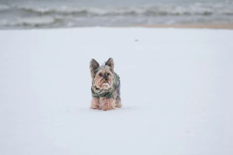 Yorkshyre terrier Stock Photos