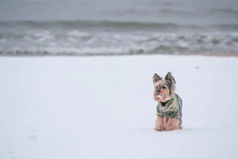 Yorkshyre terrier Foto stock