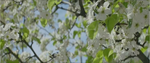 Yorkville Toronto Spring captured with anamorphic lens Cherry blossom close Видео 240787293
