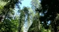 Yosemite 17 Driving Forest HD Footage