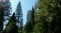 Yosemite 19 Driving El Capitan HD Footage