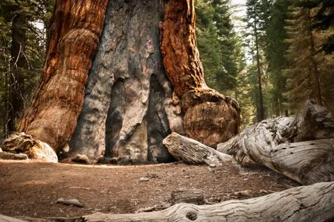 Yosemite big tree Stock Photos