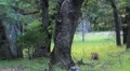 Yosemite Black Bear LM02 HD Footage