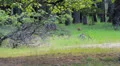 Yosemite Black Bear LM05 HD Footage