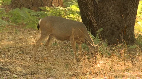 Yosemite Deer 01 Stock Footage 6400414