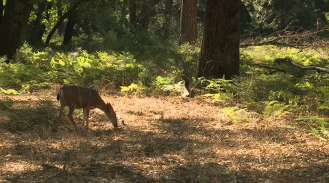Yosemite Deer 02 Video stock 6401112