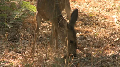 Yosemite Deer 03 Stock Footage 6407771