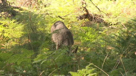 Yosemite Deer 04 Stock Footage 6409701