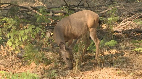 Yosemite Deer 05 Stock Footage 6415739