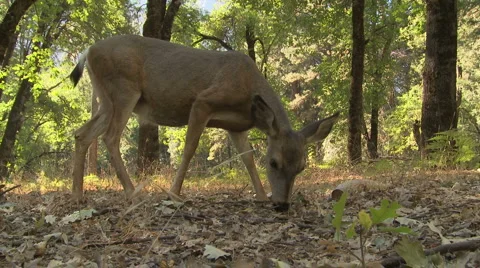 Yosemite Deer 06 Stock Footage 6414781