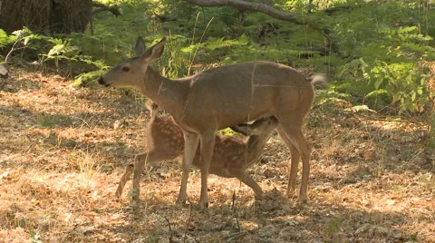 Yosemite Deer 07 Stock Footage 6422692