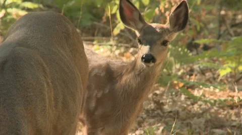 Yosemite Deer 08 Stock Footage 6426251