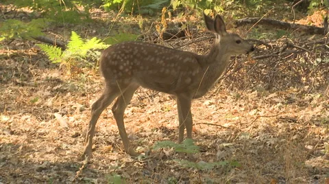 Yosemite Deer 09 Stock Footage 6432080